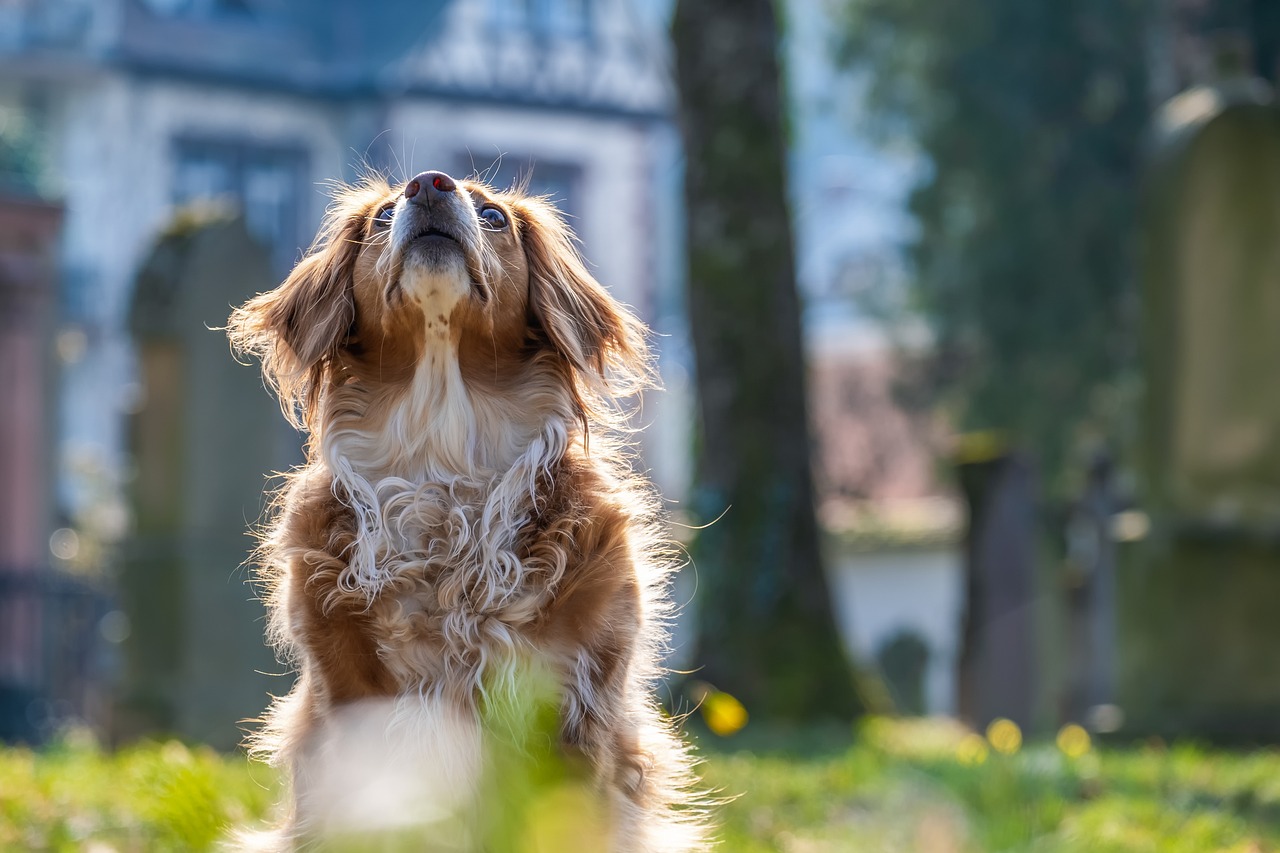 How to Teach Your Dog to Find Hidden Treats